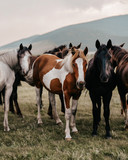 Fototapeta Konie - herd of horses