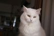 © nives - close up portrait of a white angora cat