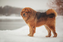1)	A Large Shaggy Red-brown Dog Of The Tibetan Mastiff Breed Stands On The White Snow In The Park By The River.