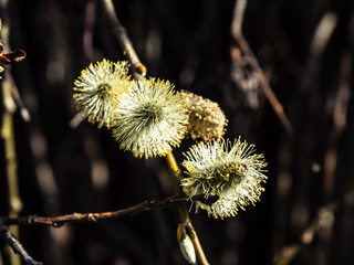 OLYMPUS DIGITAL CAMERA -  FUZZY WILLOW