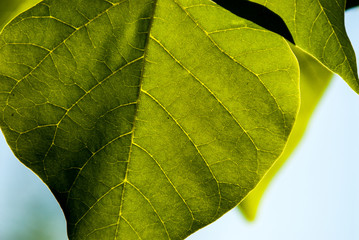 Macro of green leaf