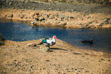 Wall Mural - ducks on the beach