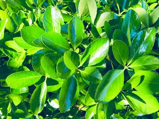 Wall Mural - green leaves background