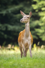 Wall Mural - shy red deer, cervus elaphus, hind listening on a green meadow from front view. surprised wild creat