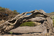 Juniper Juniperus Turbinata Canariensis Twisted By The Wind. Frontera Rural Park. El Hierro. Canary Islands. Spain.