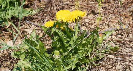 Poster - Pissenlits communs ou dent-de-lion (Taraxacum officinale)