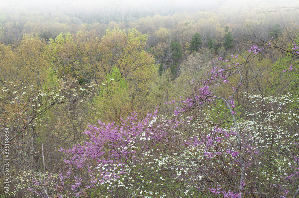 Foggy spring landscape of dogwoods and redbuds in bloom, Cumberland Falls, Kentucky, USA - obrazy, fototapety, plakaty 