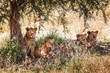 Group of lions in serengeti national park tanzania