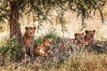 group of lions in serengeti national park tanzania