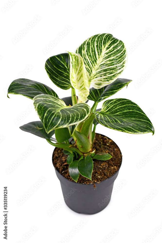 Tropical 'Philodendron Birkin' house plant with white stripes on dark green  leaves in pot isolated on white background Stock-bilde | Adobe Stock