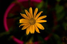 Yellow Flower Contrasting