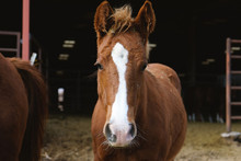 Young Sorrel Horse Lifestyle Portrait Close Up.