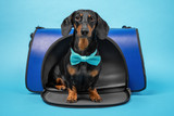 Fototapeta Zwierzęta - Smart dachshund with turquoise bow tie obediently sits in pet carrier on blue background, studio shot. Convenient and safe transportation of animals in public place, in veterinary clinic or in journey