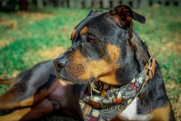 Wall Mural - Pitbull / Rottweiler Mix 