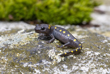Baby Spotted Salamander On A Mossy Rock  - Ambystoma Maculatum