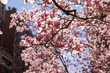 Backlit magnolia blossoms 