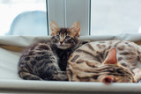 Fototapeta Koty - Two cute bengal kittens gold and chorocoal color laying on the cat's window bed and relaxing.
