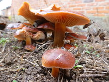 Fish Eye View Of Mushroom In Forest
