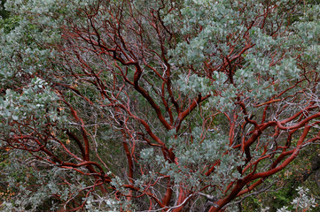 Red bark of the evergreen Manzanita tree in Yosemite National Park in winter