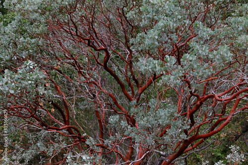 Cuadros en Lienzo Red bark of the evergreen Manzanita tree in Yosemite National Park in winter