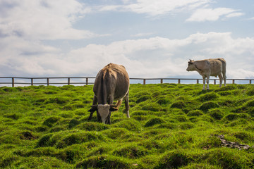 Cows in the paddock on the hill eat fresh green grass. Against the background of sky and clouds. Bright sunny summer day