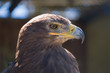 Steppe Eagle focused on looking for prey.