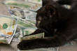 Black cat laying on pile of money deep in thought