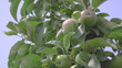 Apples growing on tree at Orchard