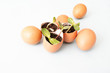 small sprouts, seed plants in eggshells and eggs. Growing vegetables, zero waste. Close up