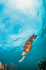 Poster - Green sea turtle swimming freely in the wild among colorful coral reef