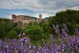 Fototapeta  - Ancient castle under white clouds and blue sky with lilac flowers in foreground
