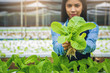 © Panumas - Farmer, Owner hydroponics vegetable farm in the greenhouse collected the green organic vegetables and present to you. Selected focus