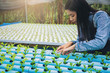 © Panumas - Farmer, Owner hydroponics vegetable farm in the greenhouse inspects the quality of the young organic vegetables for next step.