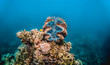 Giant clam perched on top of coral reef in shallow blue water