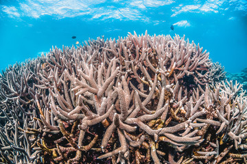 Colorful coral reef in crystal clear blue ocean