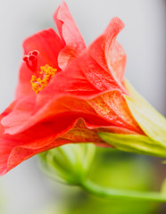 red hibiscus closeup