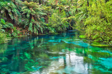 The Blue Spring At Te Waihou In The Waikato Region, New Zealand.  Crystal Clear Water Surrounded By Native Forest