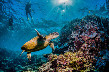 Wall Mural - Diver swimming with a green sea turtle in the wild, among colorful coral reef