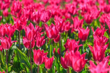 Closeup of pink tulips flowers with green leaves in the park outdoor.