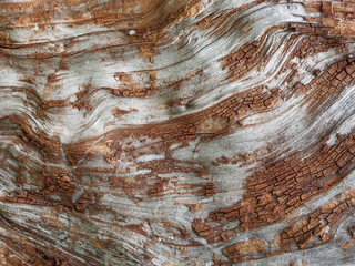 Detail of red oak Bark eroded by time, tree of a centuries-old park. Textures and scratches on the bark with moss caused by time.