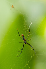 Close-up shot of big spider on a web. Green background. Wildlife nature of insects. Detail macro picture.
