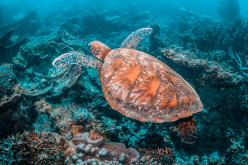  Green Sea Turtle Swimming Among Colorful Coral Reef