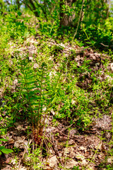 Sticker - Green fern in a forest