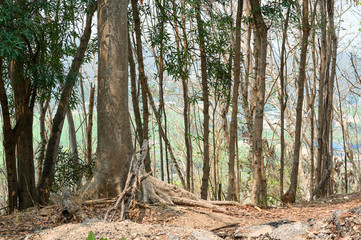 tree in the forest