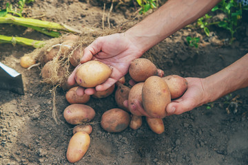 Dig potatoes in the garden. Selective focus.