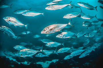 Schooling pelagic fish swimming together in clear blue water