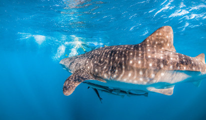 Whale shark swimming in the wild in clear blue water