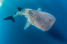 Whale Shark Swimming In The Wild, In Crystal Clear Water