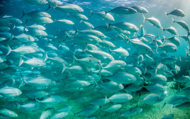 Schooling pelagic fish in clear blue water