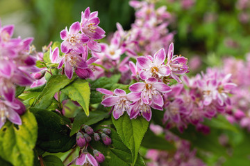 Close up shrub with pink flowers. Deutzia raspberry sundae. Deutzia Strawberry Fields. Deutzia gracilis Rosea